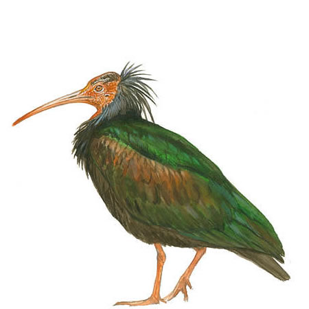 IBIS EREMITA (Geronticus Eremita)